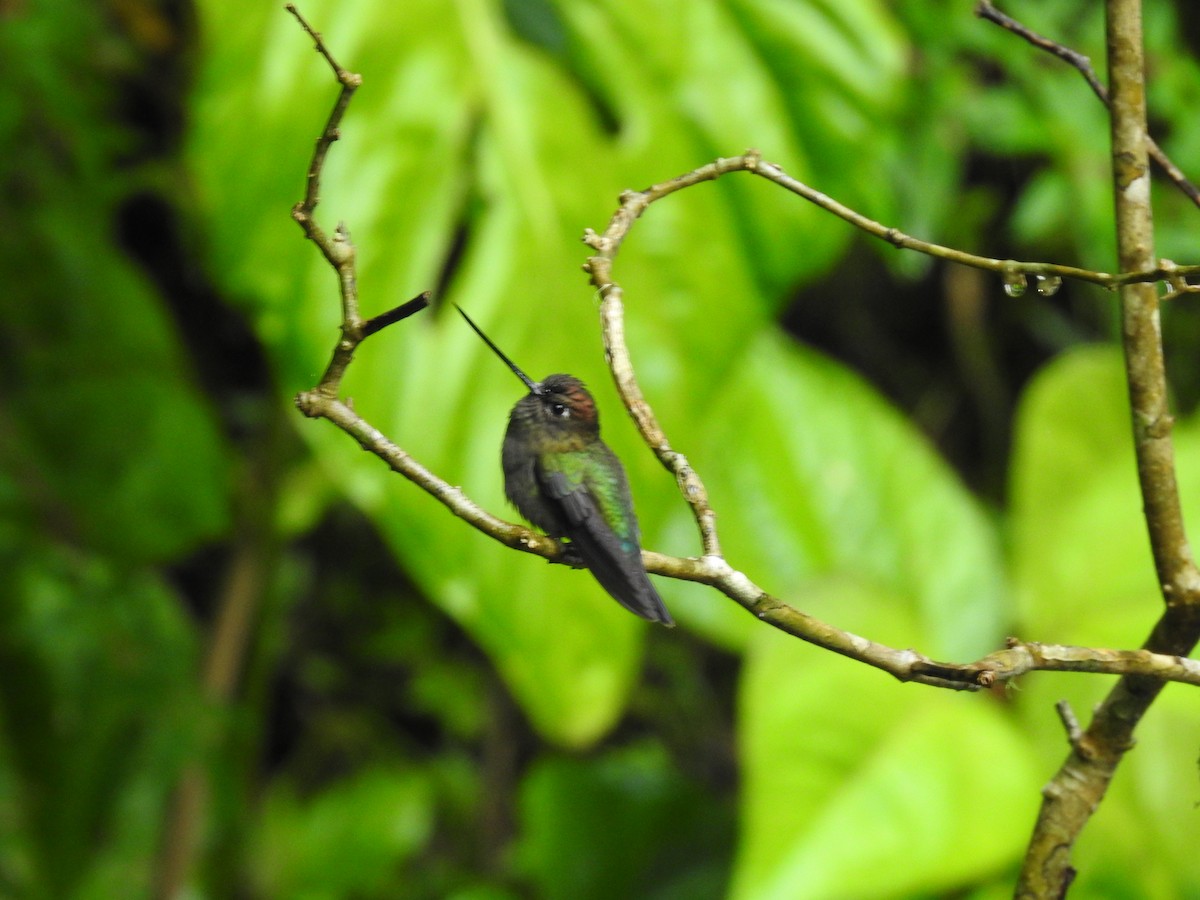 Green-fronted Lancebill - ML644300542