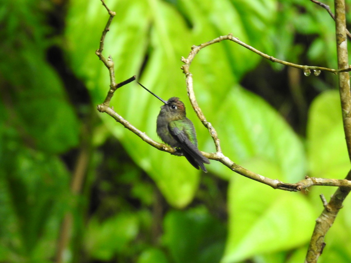 Green-fronted Lancebill - ML644300543