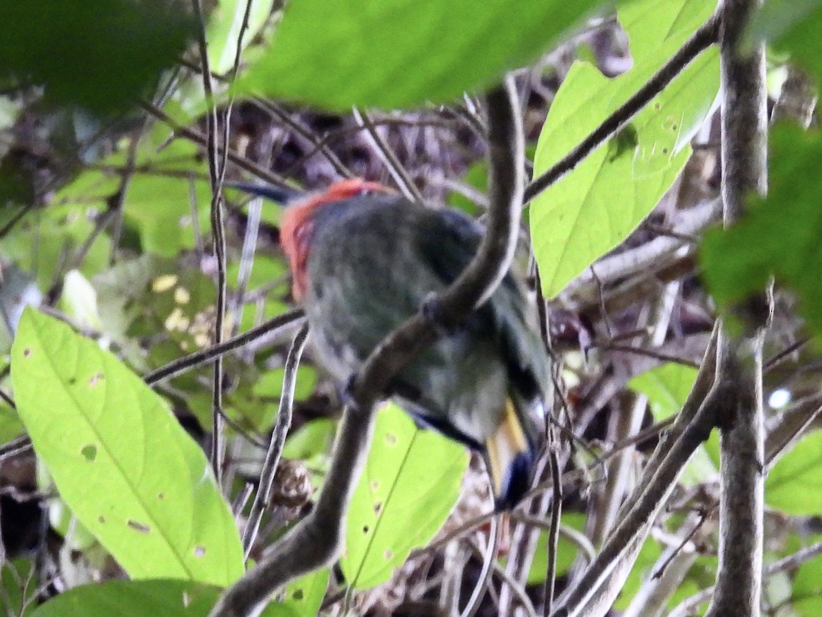 rødskjeggbieter - ML644300558