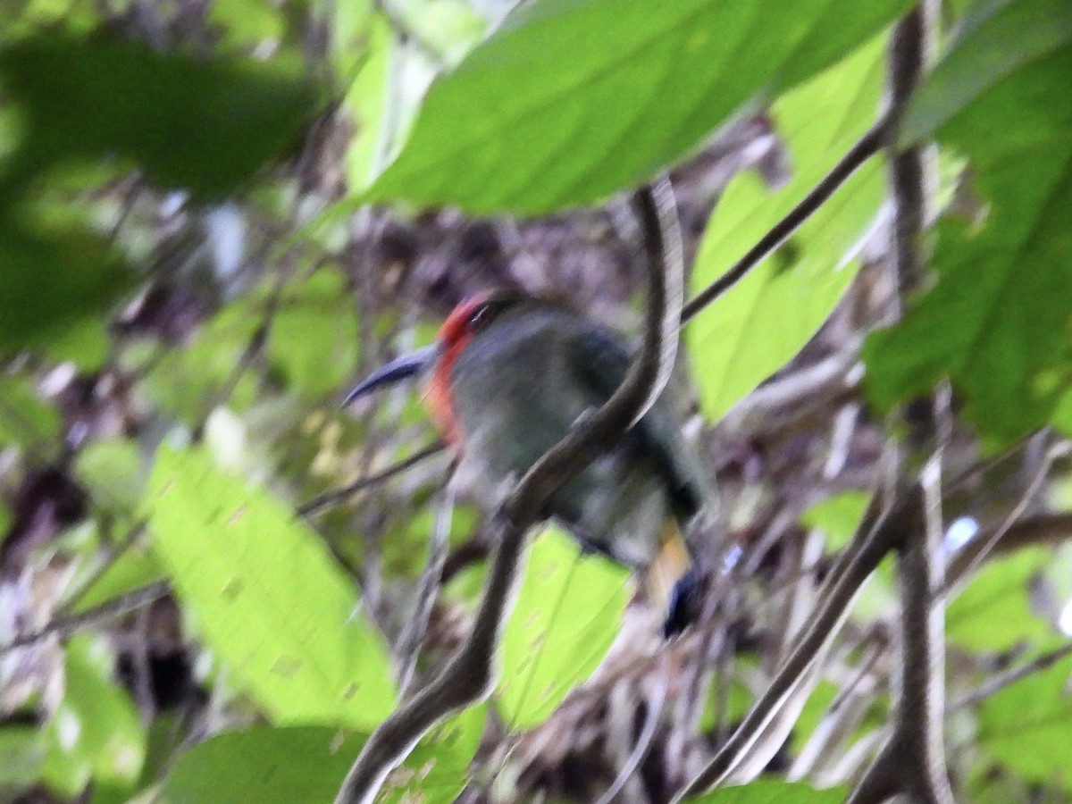 rødskjeggbieter - ML644300559