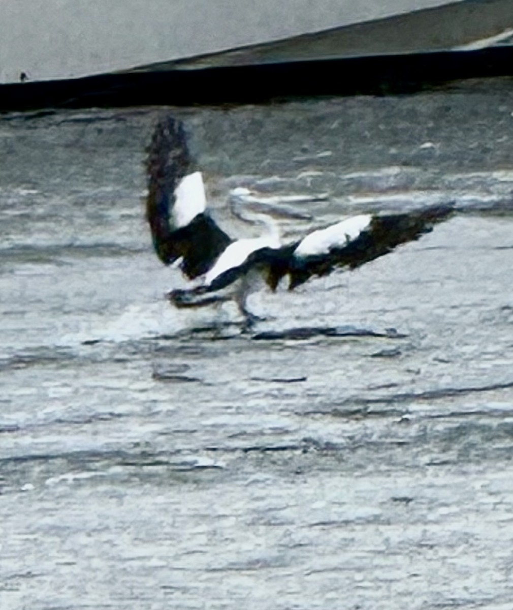 pelikán australský - ML644300560