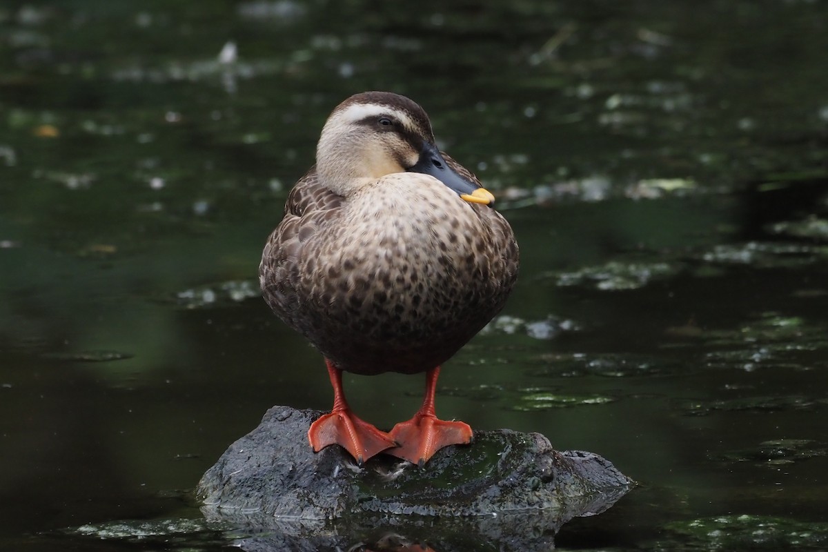 Eastern Spot-billed Duck - ML644300563