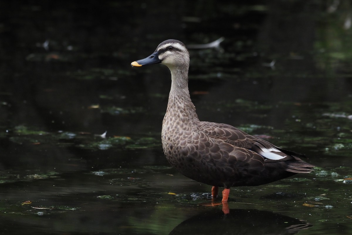 Eastern Spot-billed Duck - ML644300565