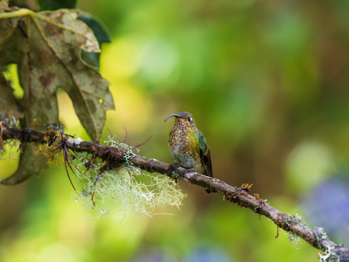 Mountain Velvetbreast - ML644300567