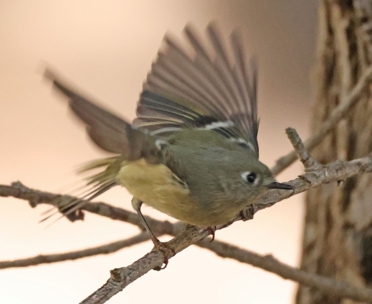 Ruby-crowned Kinglet - ML644300570