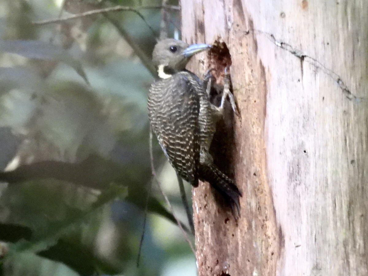 Buff-necked Woodpecker - ML644300595