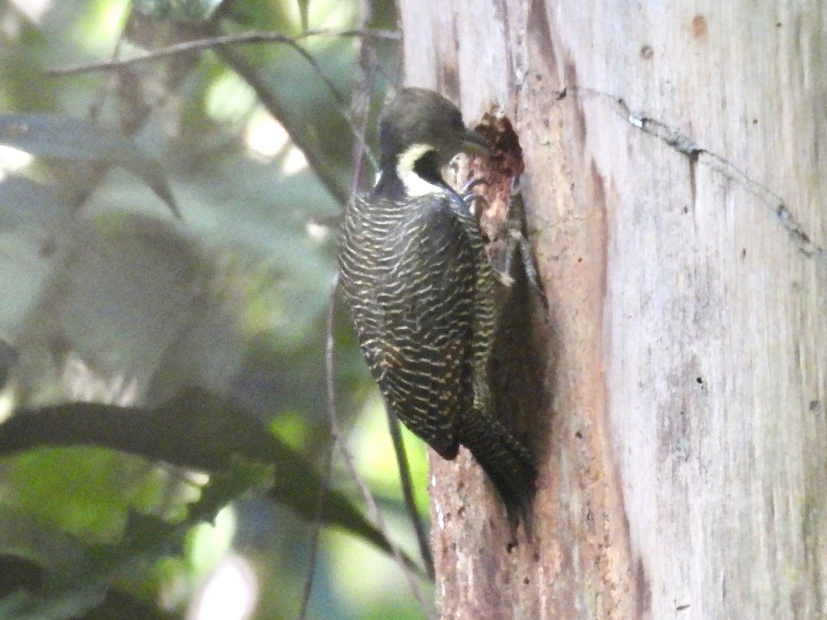 Buff-necked Woodpecker - ML644300596
