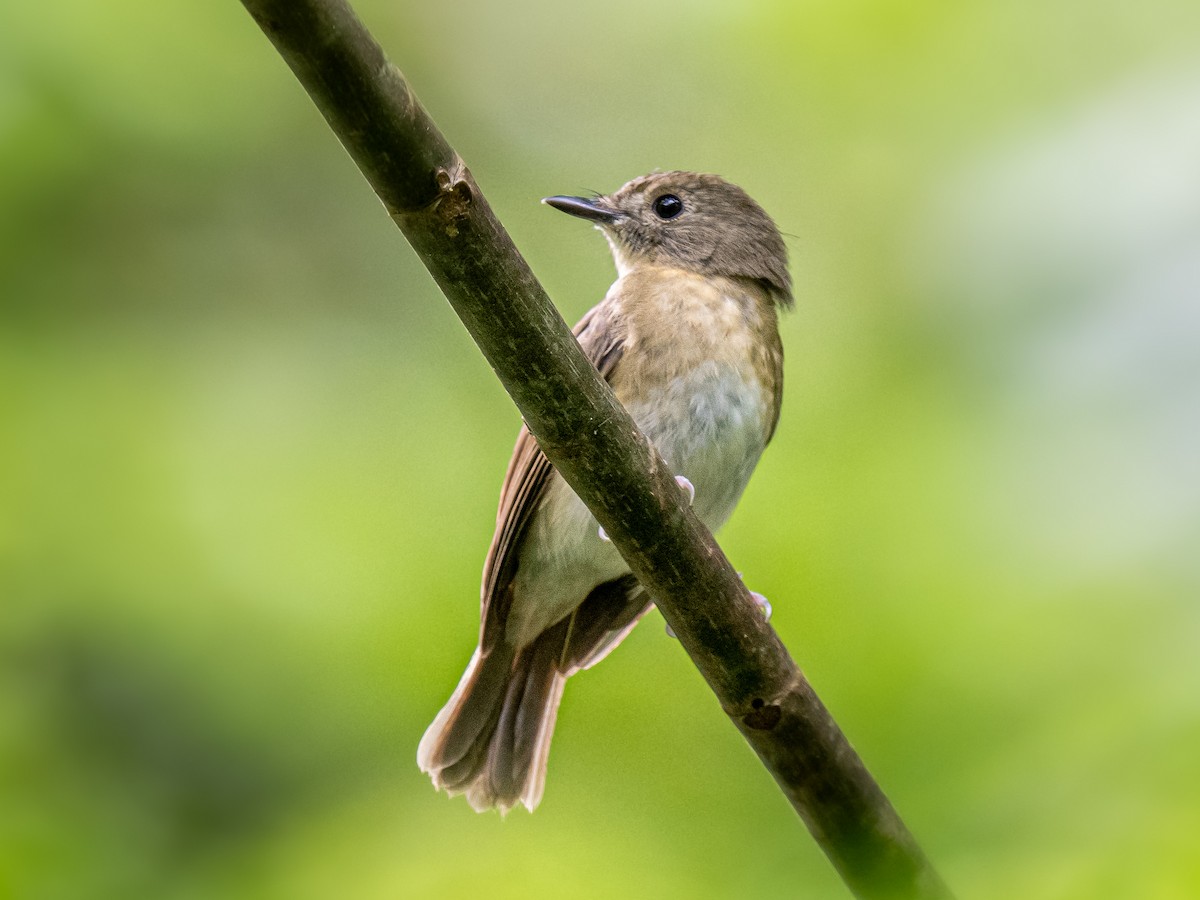 オリーブミツリンヒタキ - ML644300612