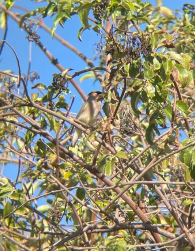 Ampelis Americano - ML644300613