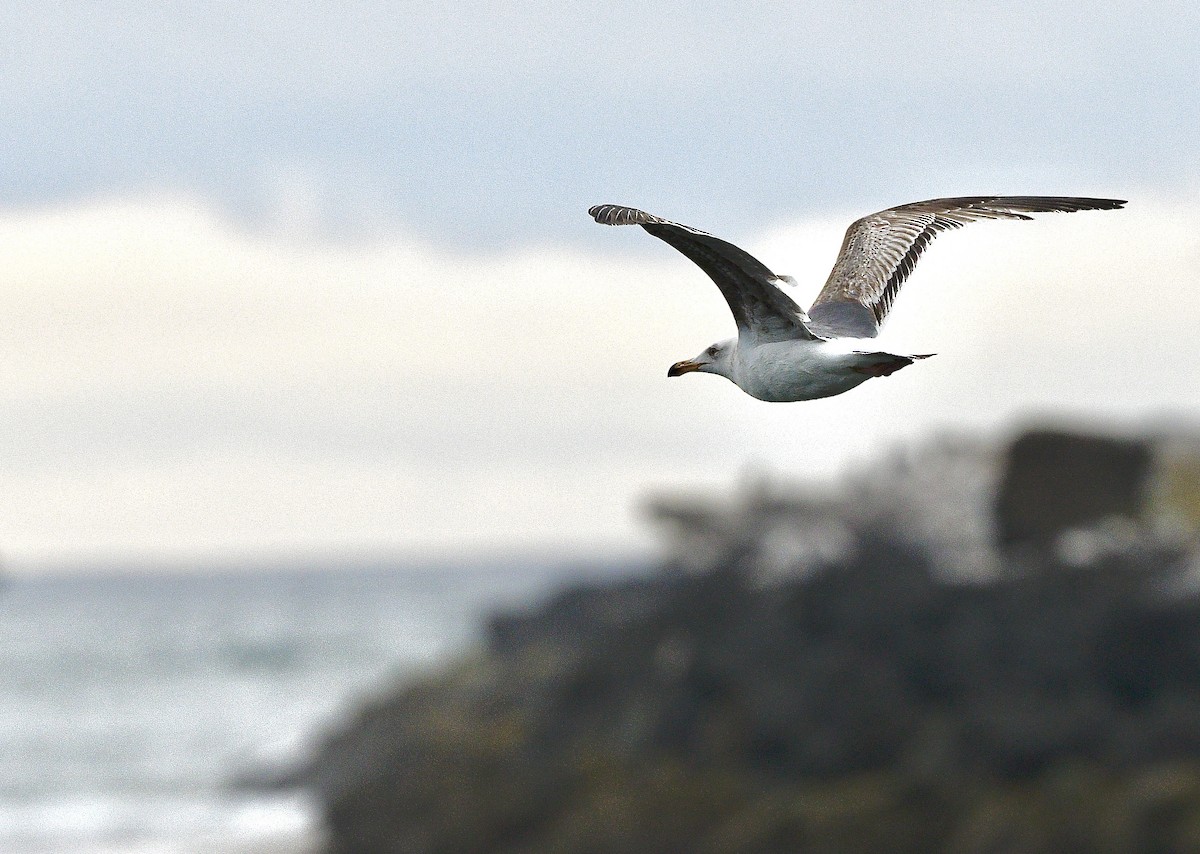 アメリカオオセグロカモメ - ML644300619