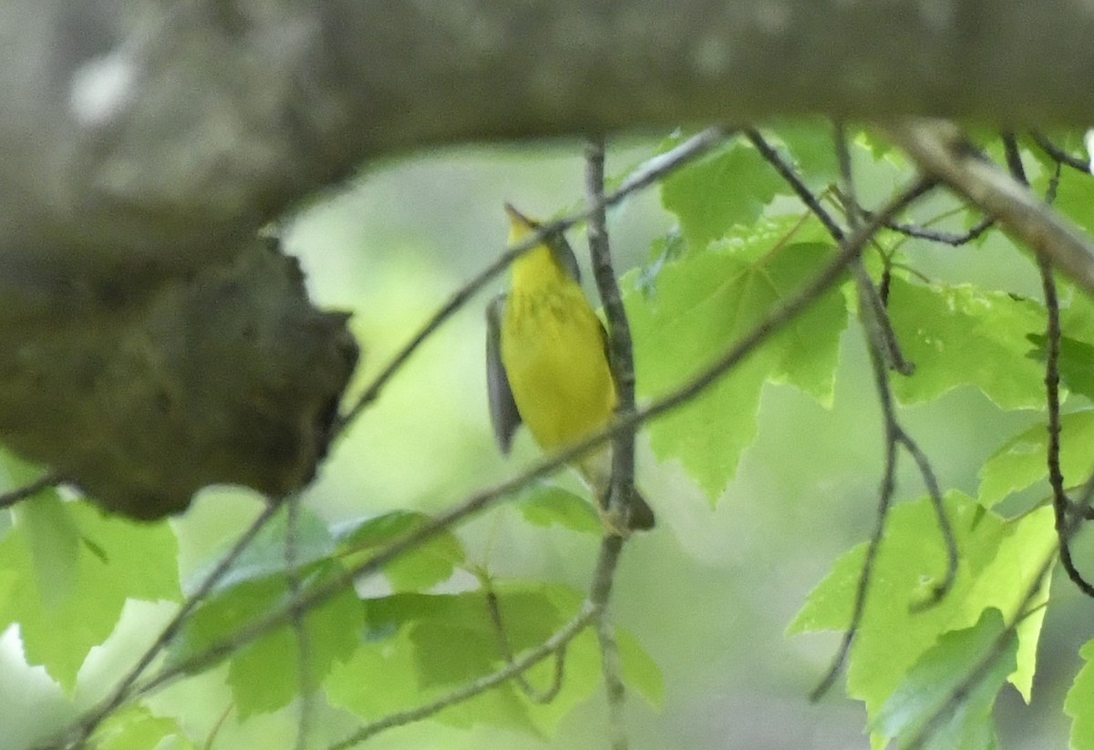 Болотянка строкатовола - ML644300620