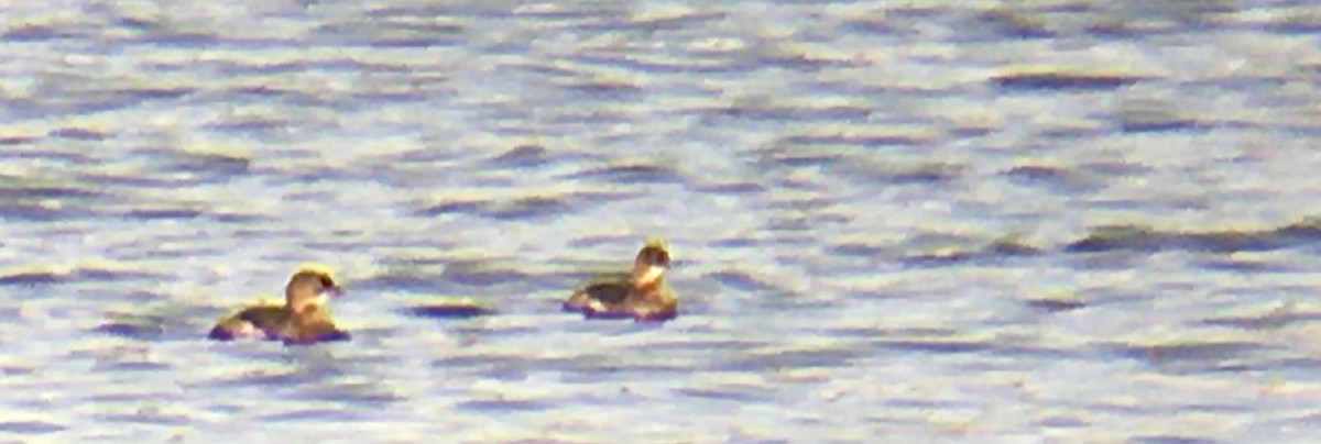 Bindentaucher - ML644300630