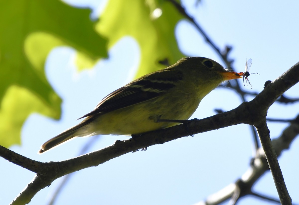 Birkenschnäppertyrann - ML644300632