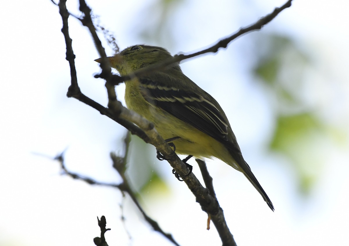 Birkenschnäppertyrann - ML644300633