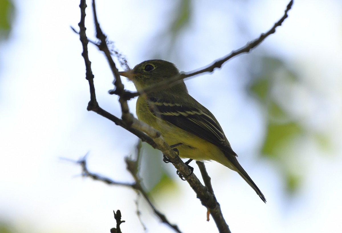 Birkenschnäppertyrann - ML644300634