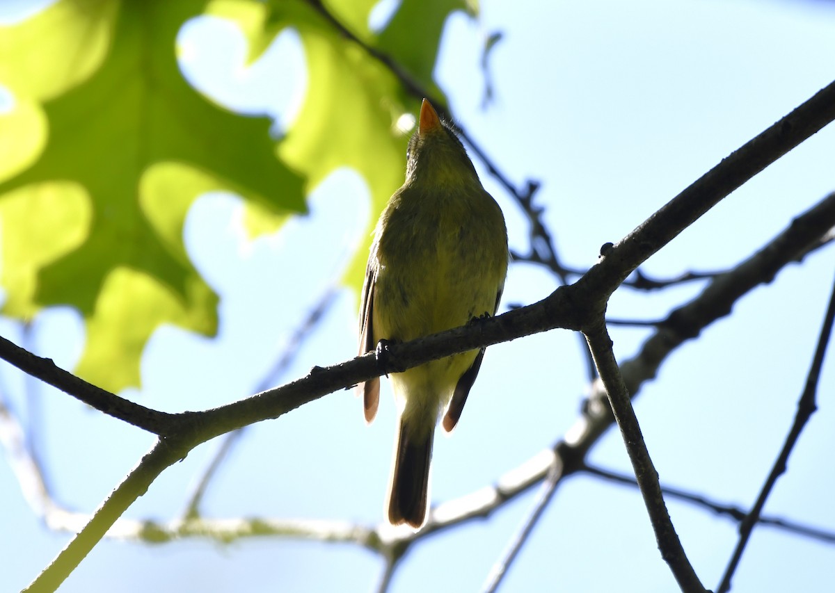 Birkenschnäppertyrann - ML644300635