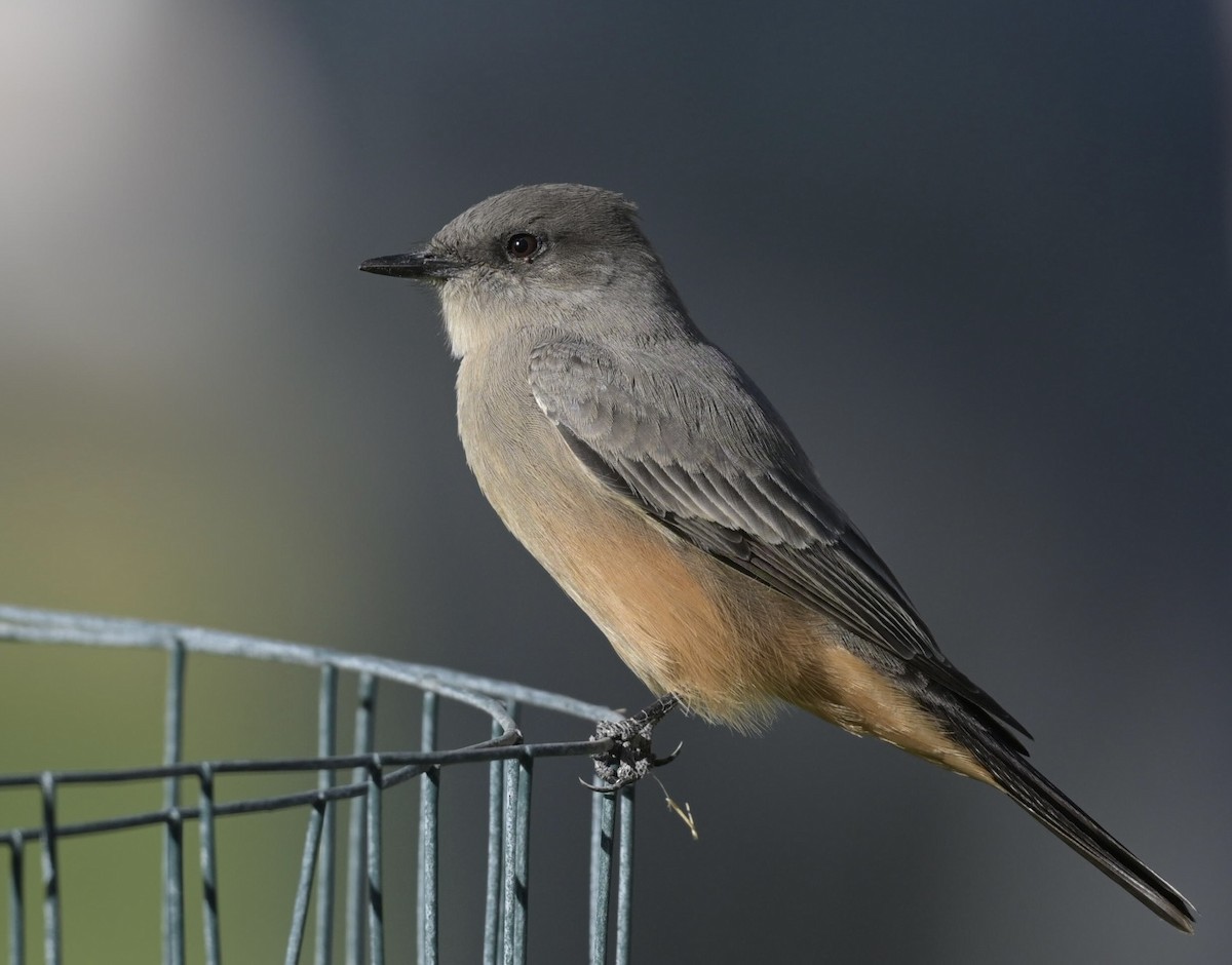 Zimtbauch-Phoebetyrann - ML644300639