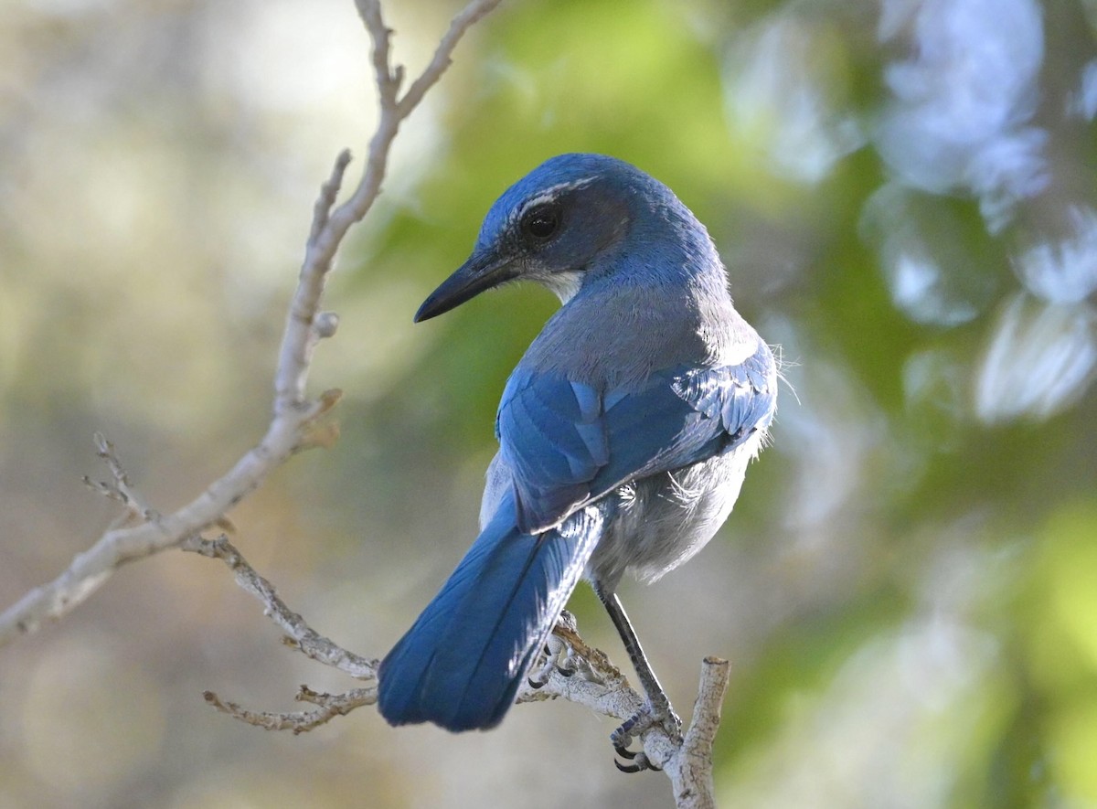 Woodhousehäher - ML644300640