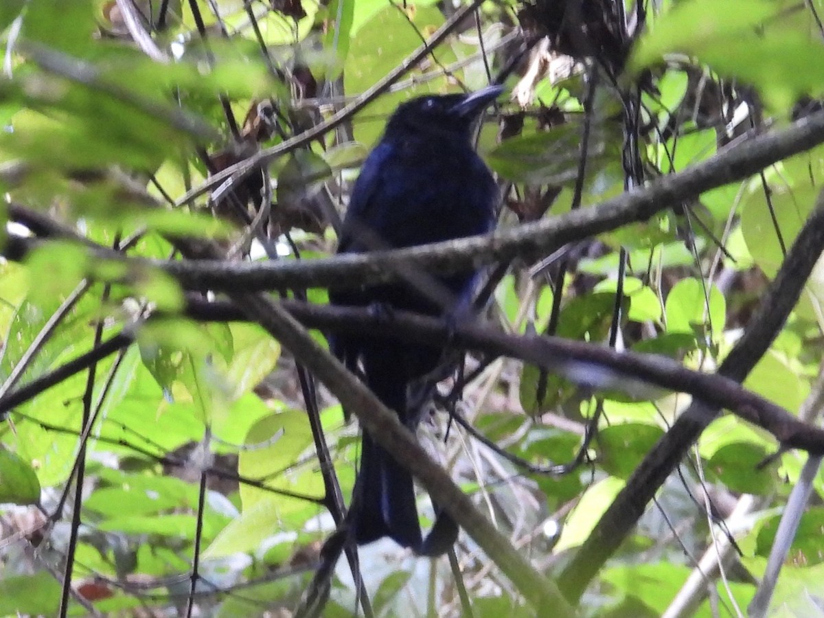 Flaggendrongo - ML644300641