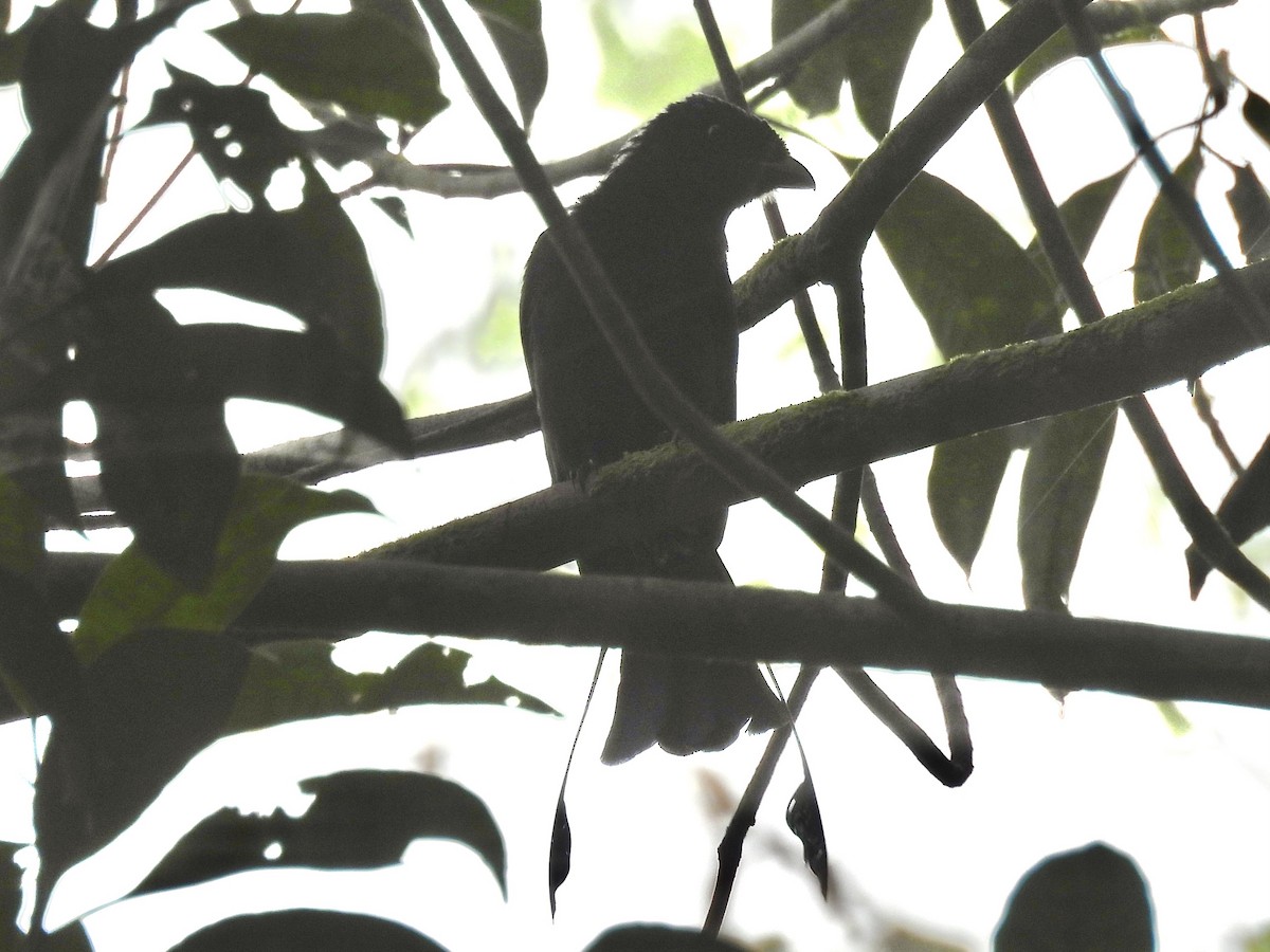 Flaggendrongo - ML644300642