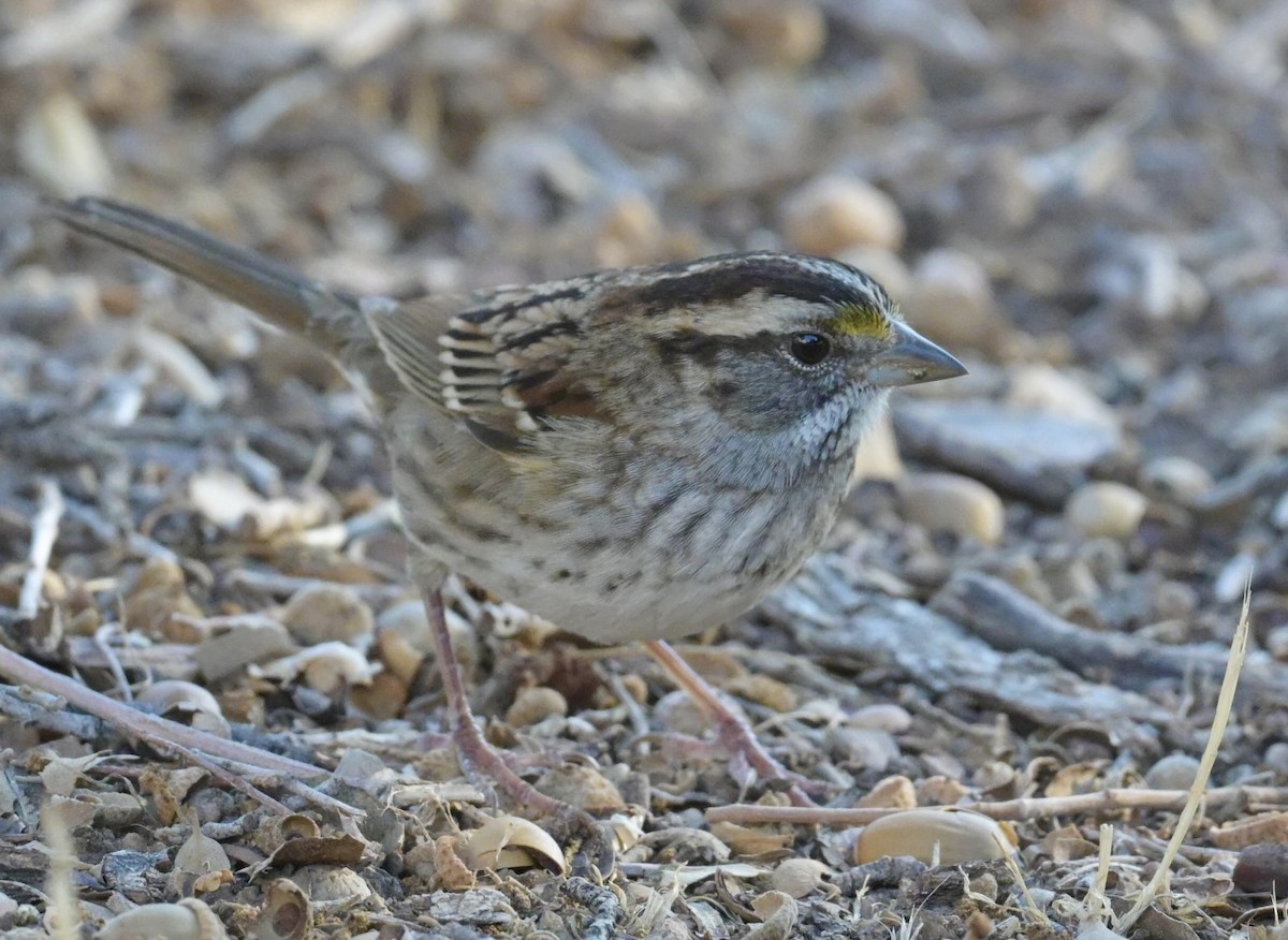 Weißkehlammer - ML644300644