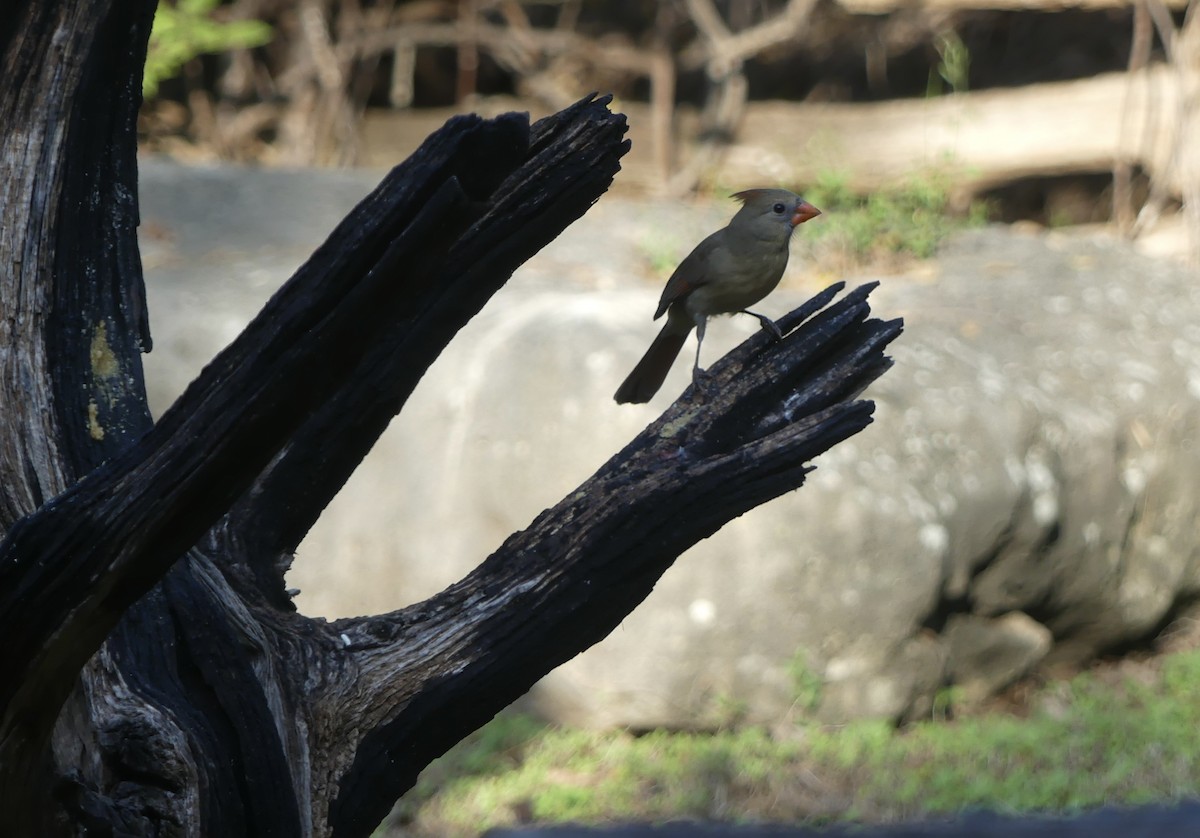 Rotkardinal - ML644300646