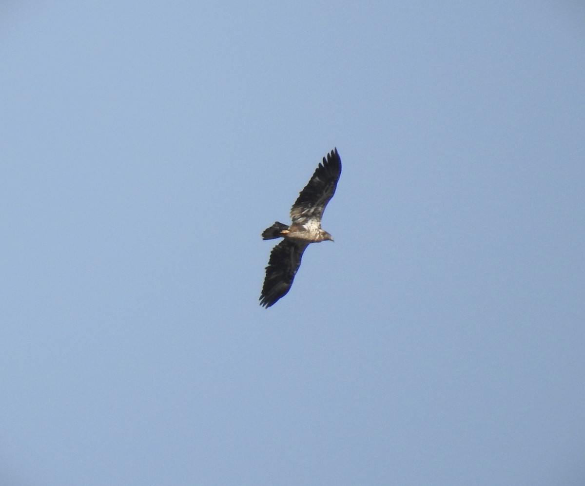 Weißkopf-Seeadler - ML644300648