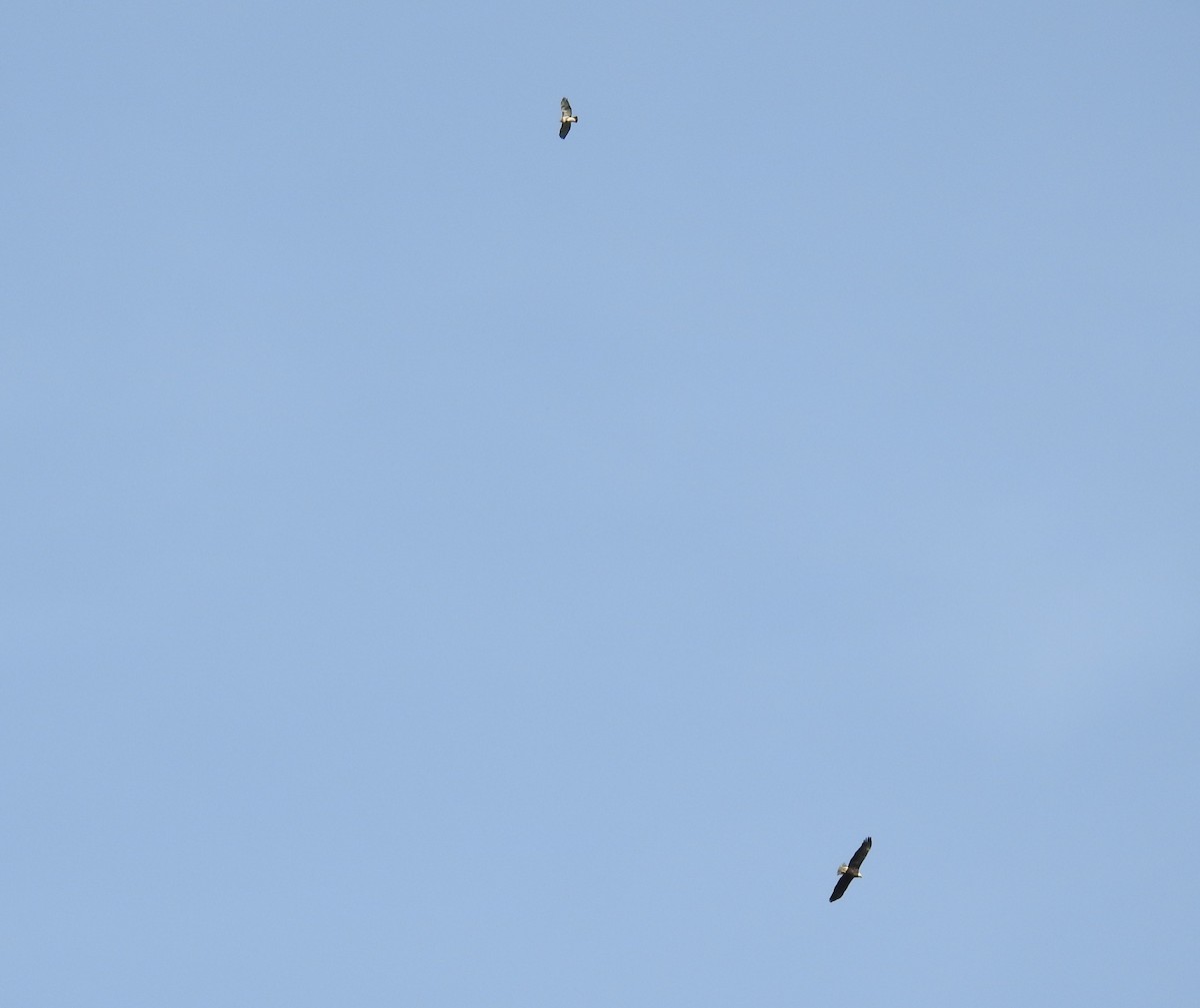 Weißkopf-Seeadler - ML644300649