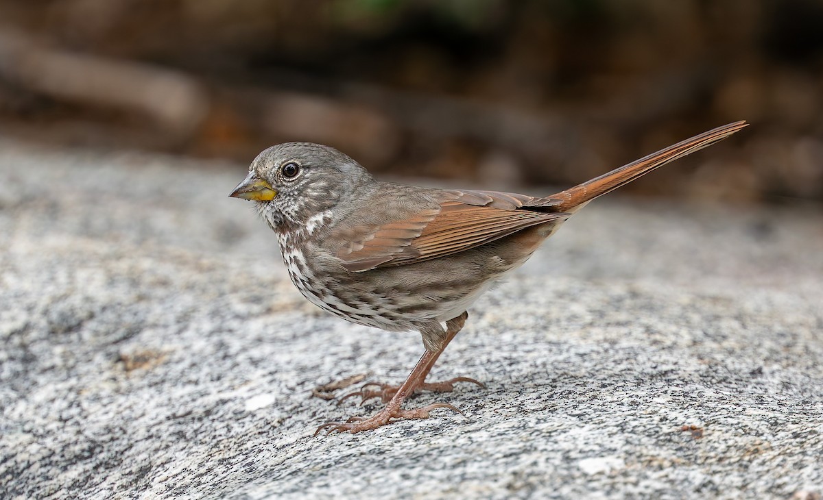 Fuchsammer - ML644300651