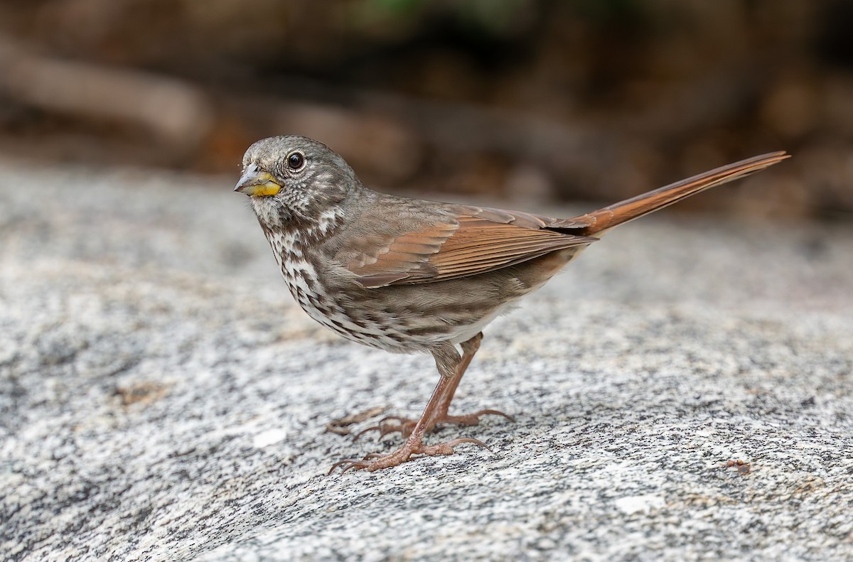 Fuchsammer - ML644300652