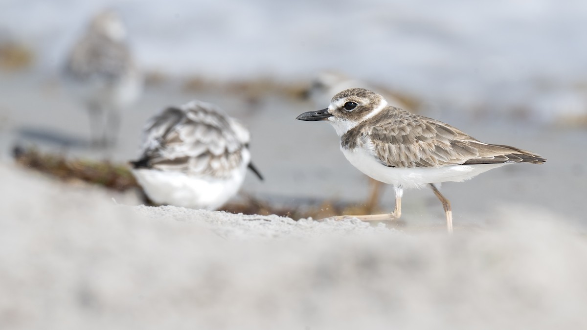 Wilsonregenpfeifer - ML644300659