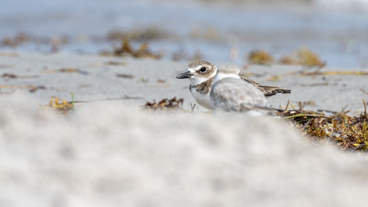 Wilsonregenpfeifer - ML644300660