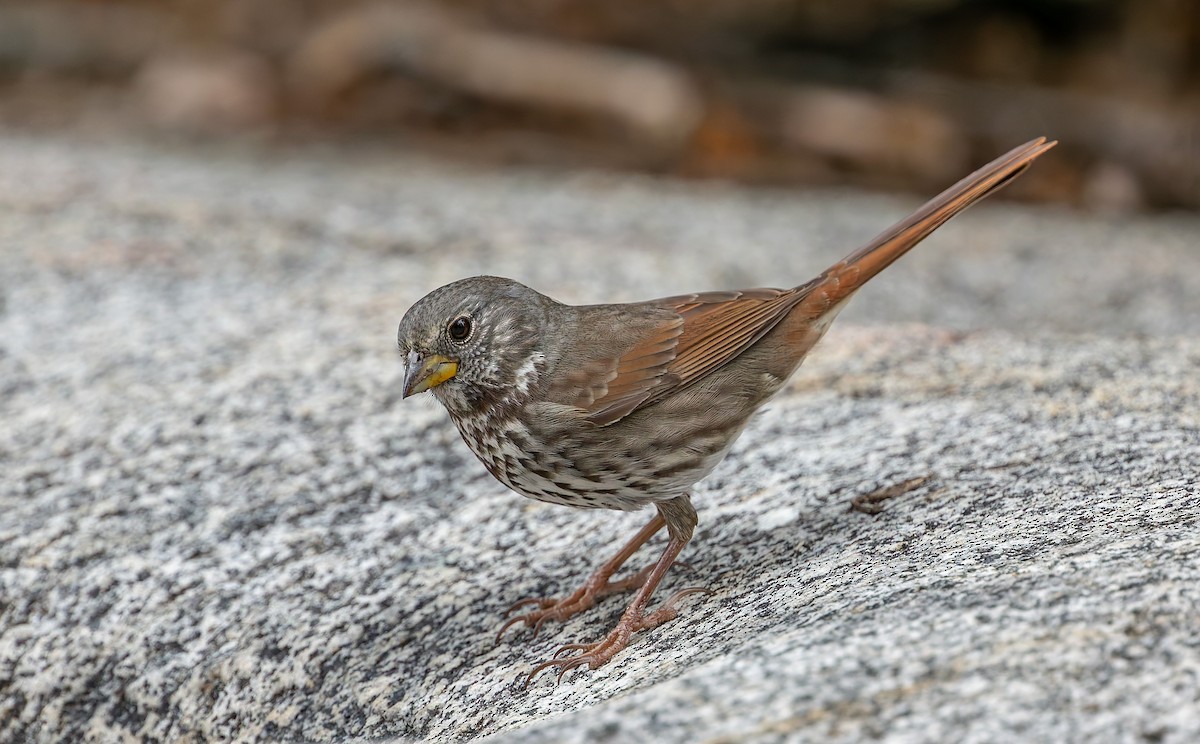 Fuchsammer - ML644300661