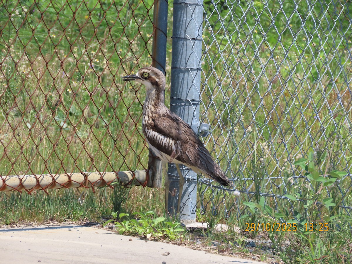 Langschwanztriel - ML644300662