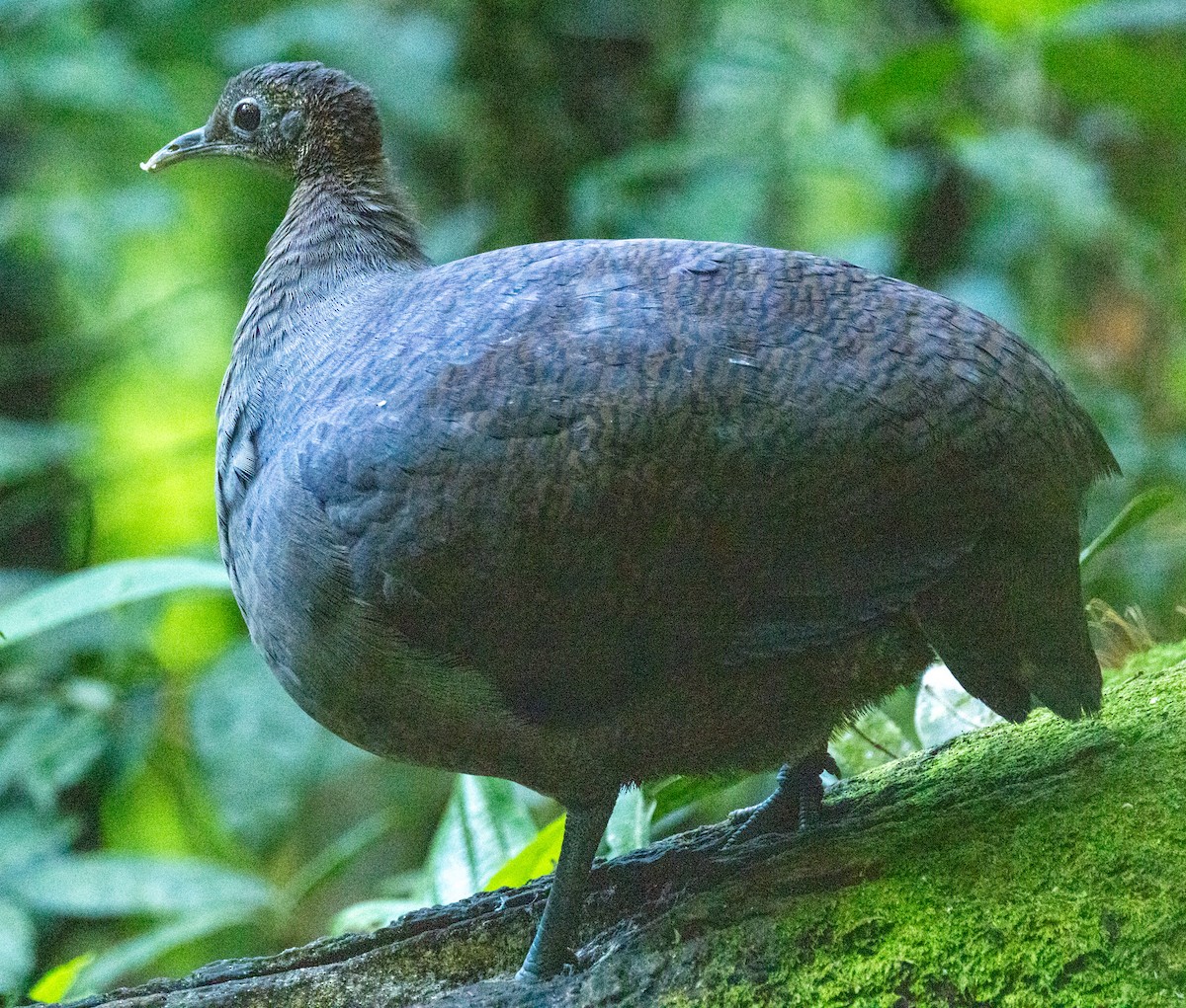 Zimttinamu - ML644300663