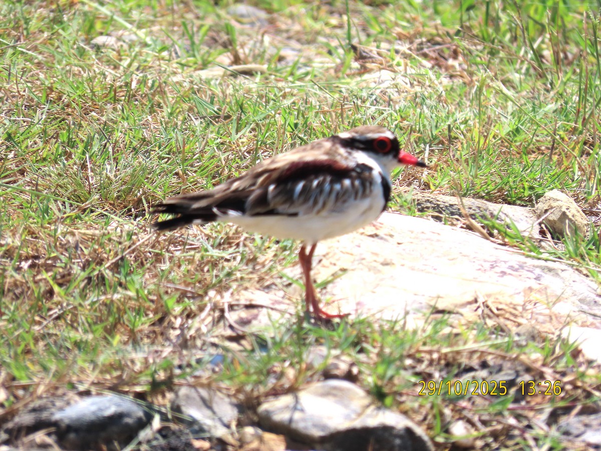 Schwarzstirn-Regenpfeifer - ML644300664