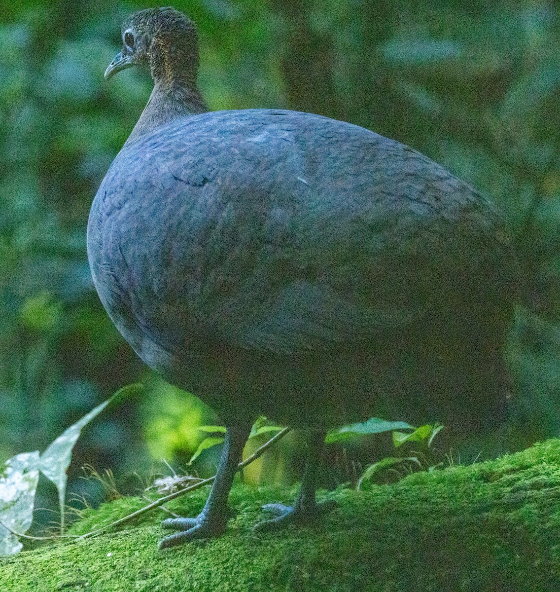 Zimttinamu - ML644300665