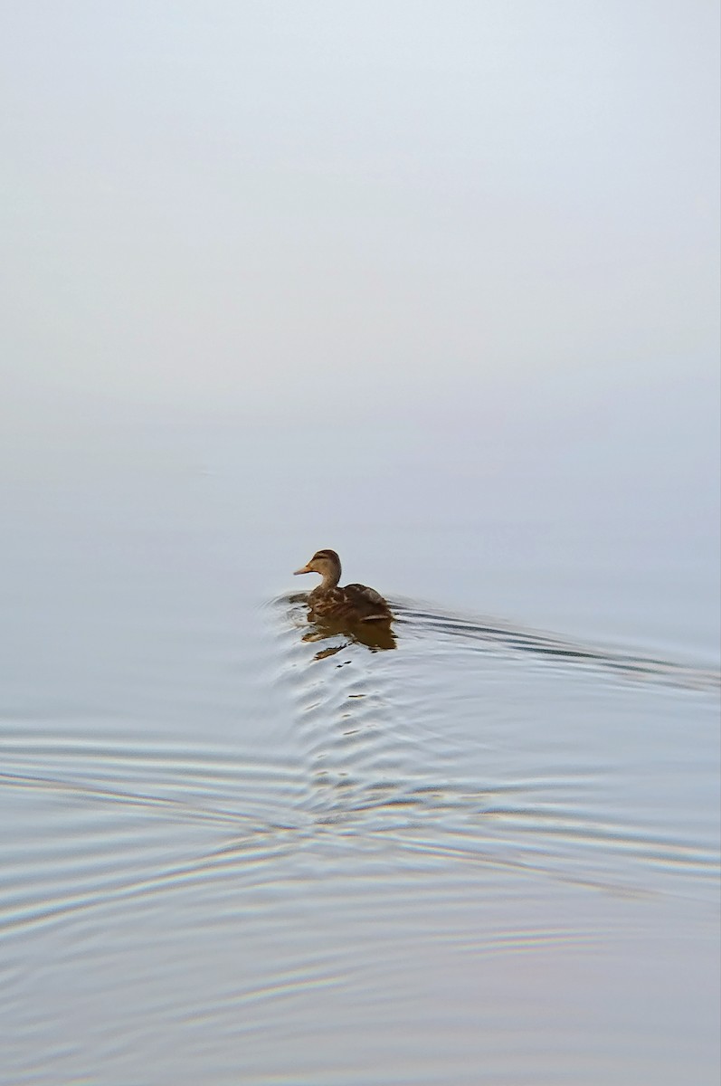 Mexican Duck - ML644300667