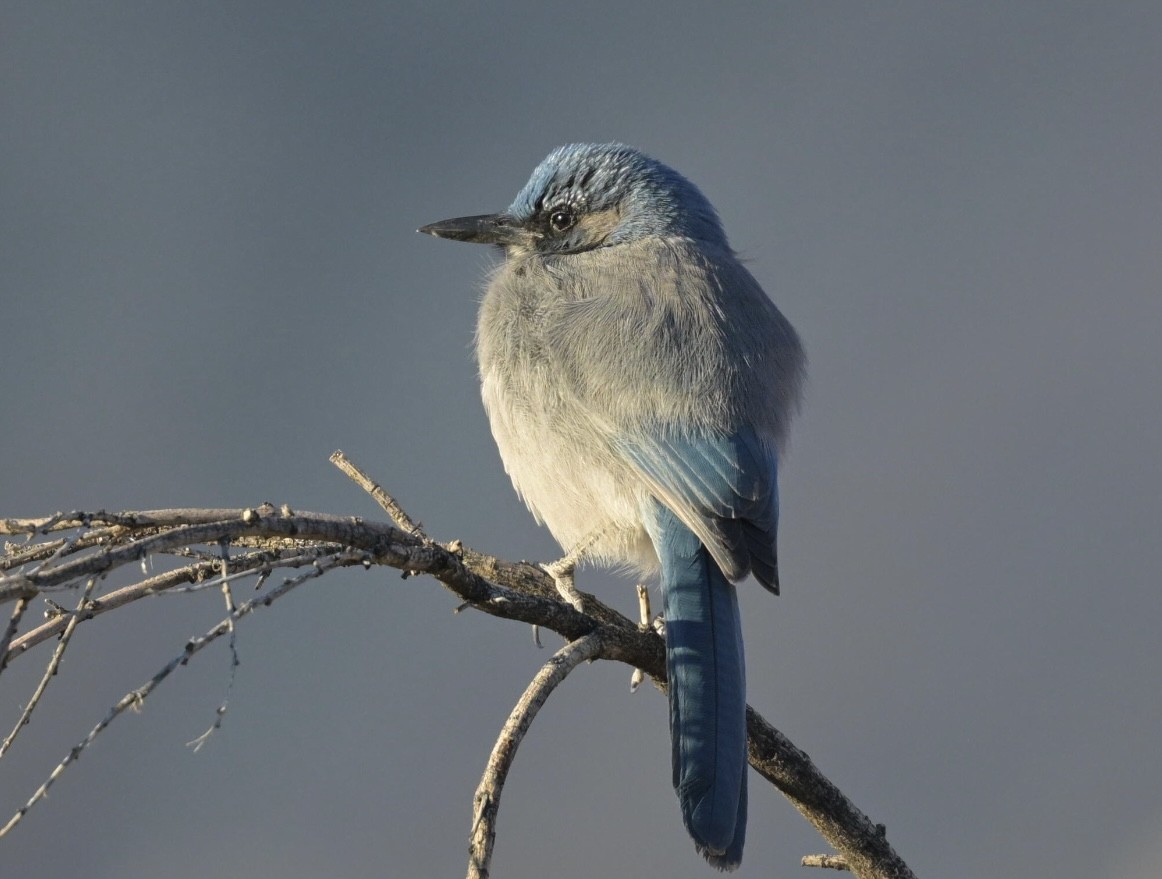 Schlankschnabelhäher - ML644300669