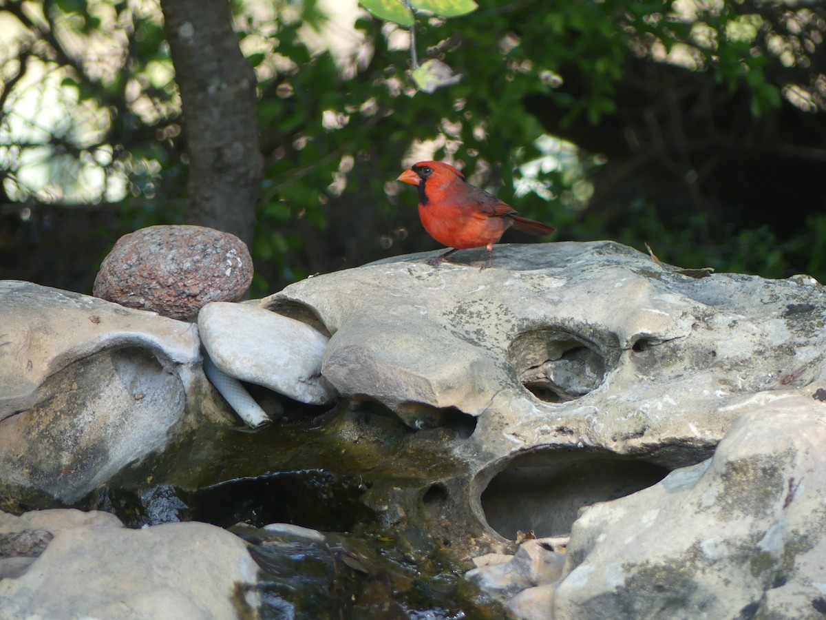 Rotkardinal - ML644300671