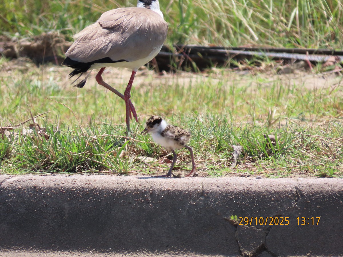 Masked Lapwing - ML644300675