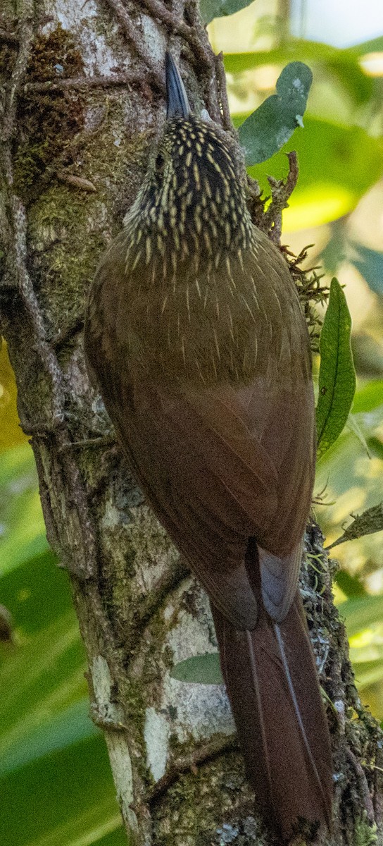 Planaltobaumsteiger - ML644300676