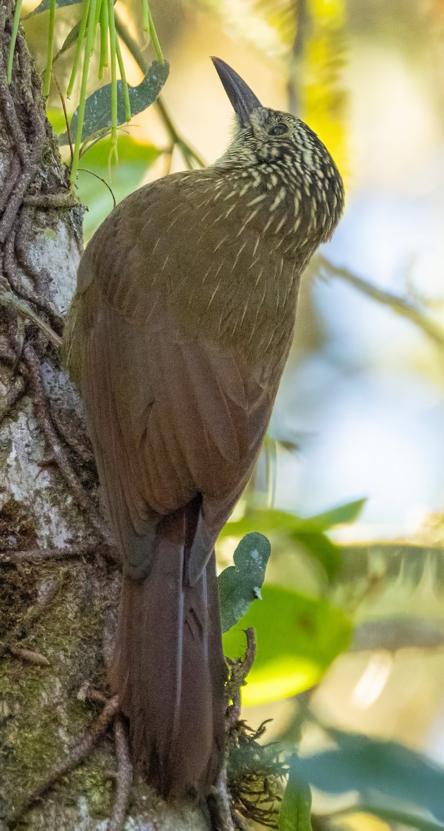 Planaltobaumsteiger - ML644300677