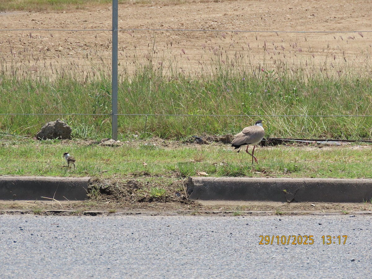 Masked Lapwing - ML644300678