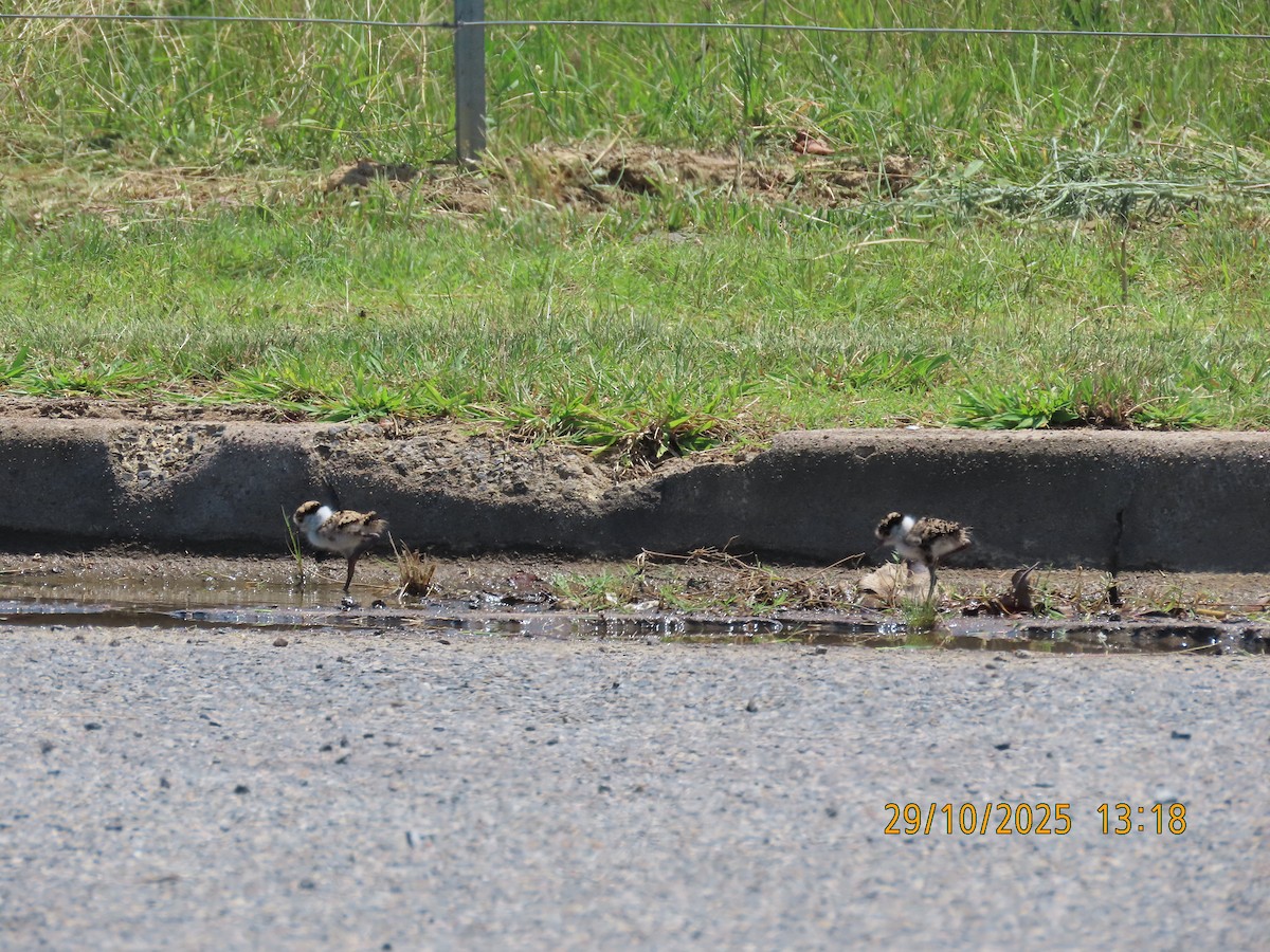 Masked Lapwing - ML644300681