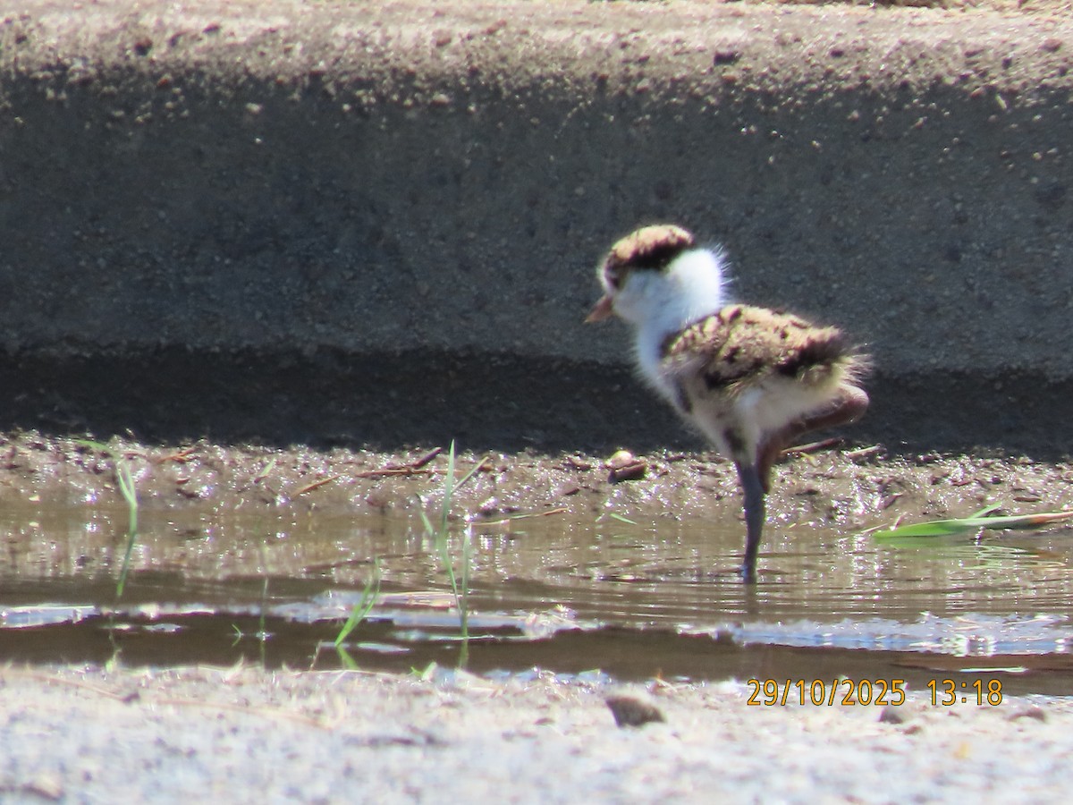 Masked Lapwing - ML644300684
