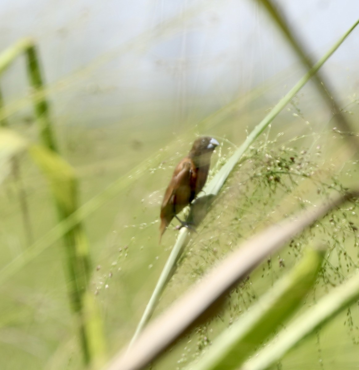 Chestnut Munia - ML644300685