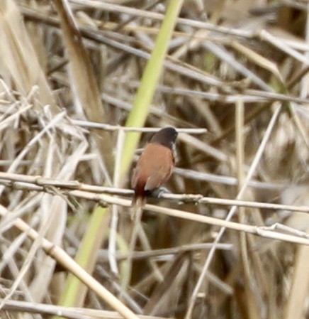 Chestnut Munia - ML644300686