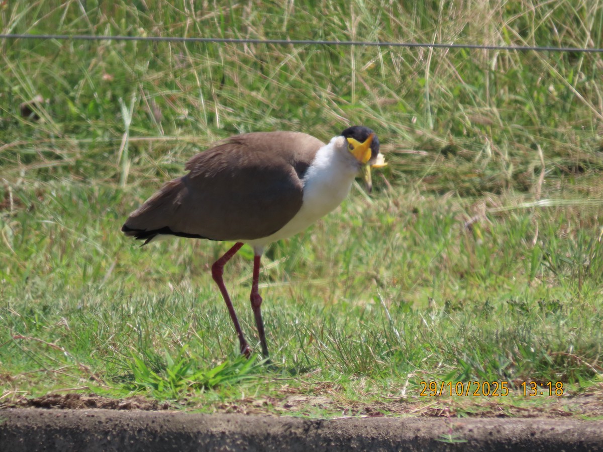 Masked Lapwing - ML644300687