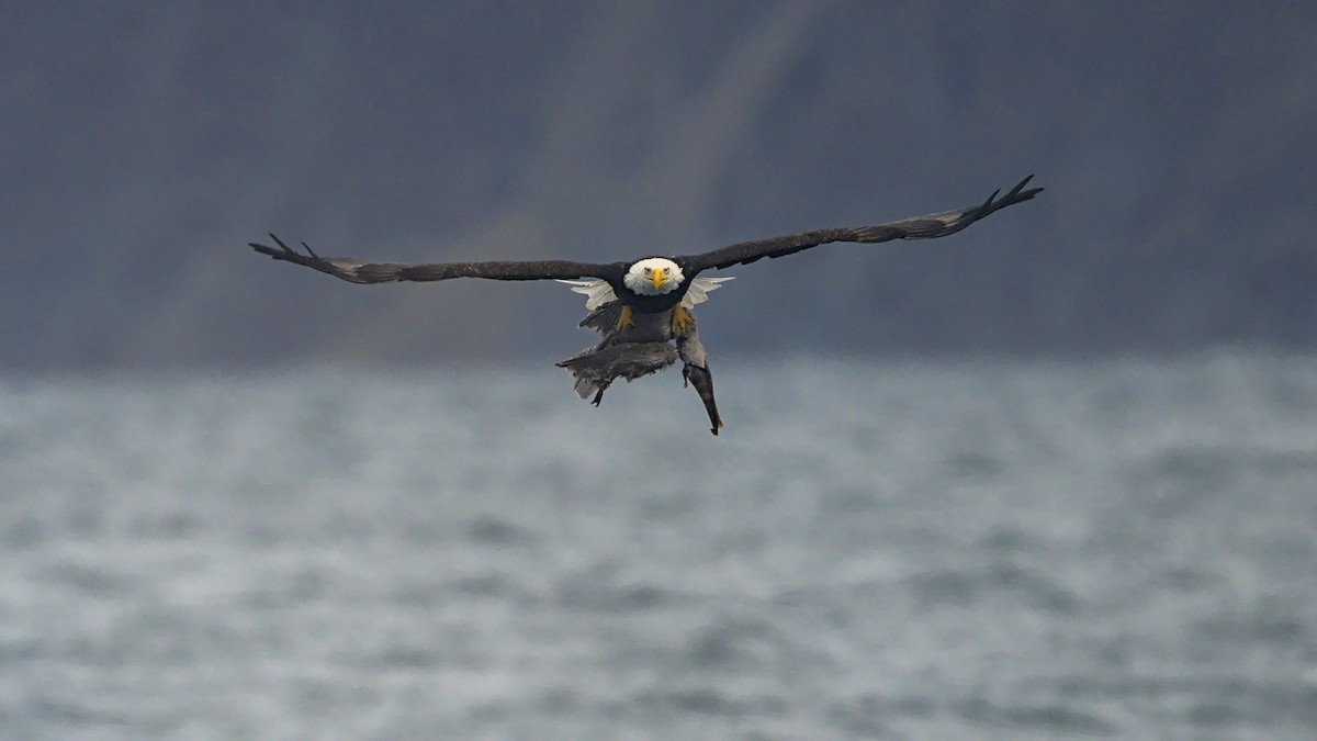 Bald Eagle - ML644300706
